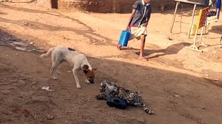 Big Fake Lion Vs Prank Dogs - Must Watch Funny Video Will Make You Lough