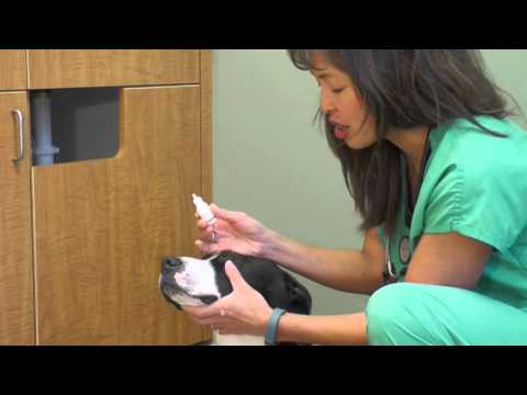 वीडियो: कुत्तों में यूवाइटिस के लिए उपचार क्या हैं?