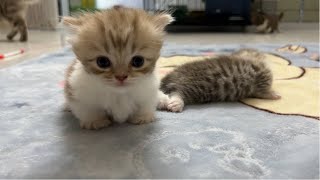 Newborn kittens sprawled out enjoying themselves on the soft blanket.