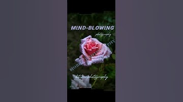 water Drops 💦 Effect 🔥Do subscribe ⚡❤️ || Photography tutorial || #photography #flowers