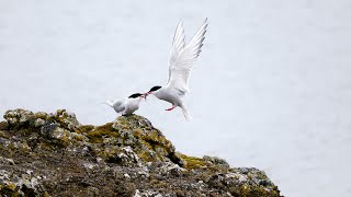 Birds in Iceland  CALLS in the End!!!