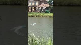 Blue Herron attacks traxxus Boat