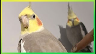 Flock Birds Singing & Having Fun 🦜The Bird Sanctuary | 4hrs of Singing