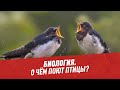 О чем поют птицы? – Шоу Картаева и Махарадзе