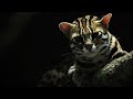 Macan Akar Kucing Hutan Asia yang Menggemaskan