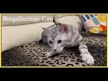 Silver Bengal Cat | Bengalheritage Cats