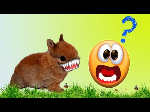 Почему кролик кусается и рычит?