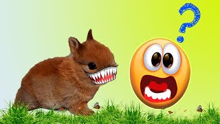 Почему кролик кусается и рычит?