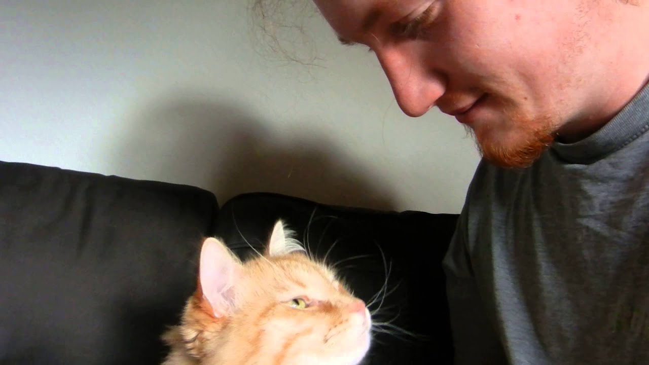 Cute cat giving kisses YouTube