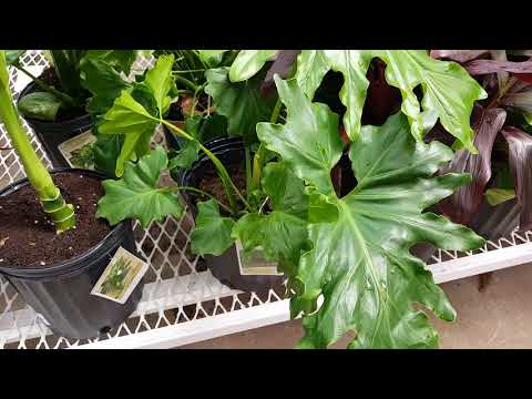 Video: Tree Philodendron Care - Requisitos de cultivo para Philodendron Selloum