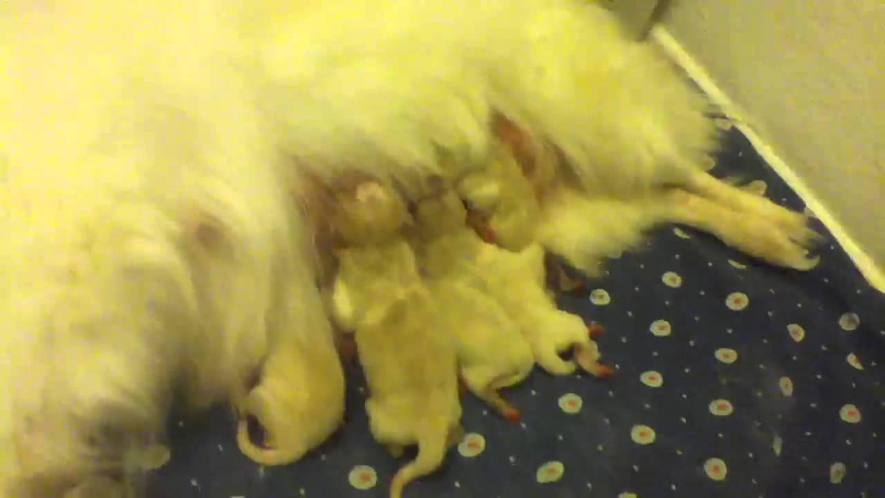 Newborn Pomeranian Puppies - YouTube Newborn Pomeranian
