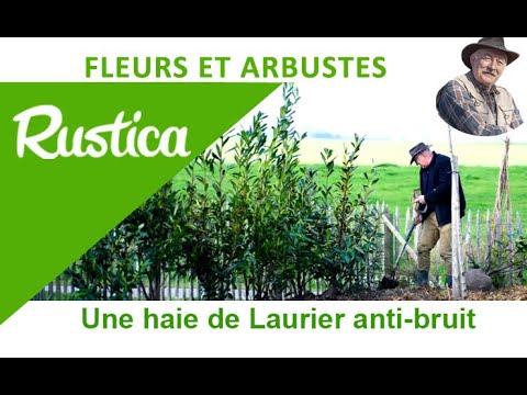 Vidéo: Laurier En Croissance