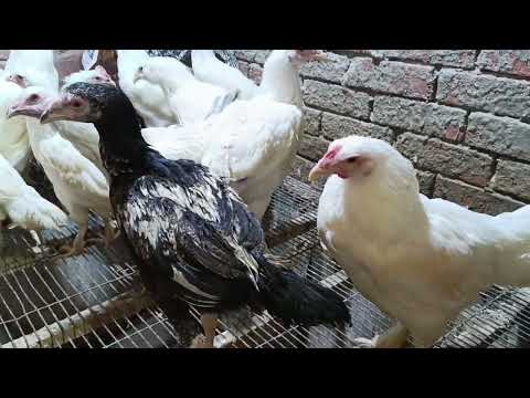 بنجهز لاستقبال القمر