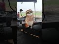 Funny owl dance #funny #owl #dance #comedy #fun #fypシ #fyp #subscribe #support #viral #shorts
