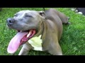 PITBULL PANT 2 AMAZING DOG PANTING 197 BEATS PER MINUTE 