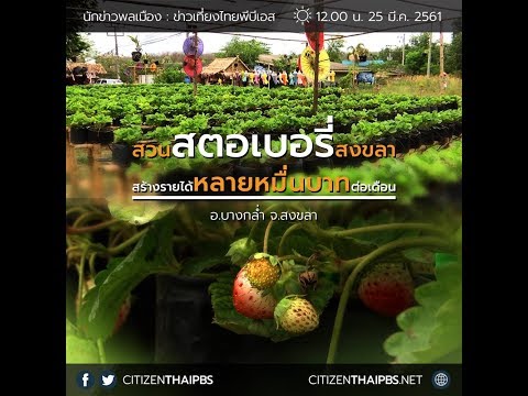 นักข่าวพลเมือง : สวนสตอเบอร์รี่สงขลา จ.สงขลา l 25 มี.ค. 2561 l 12.00 น.