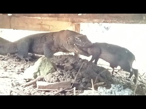 very lucky😱 komodo swallowed a baby wild pig that was still alive