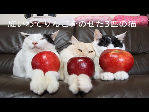 紅いわてりんごをのせた3匹の猫　201122