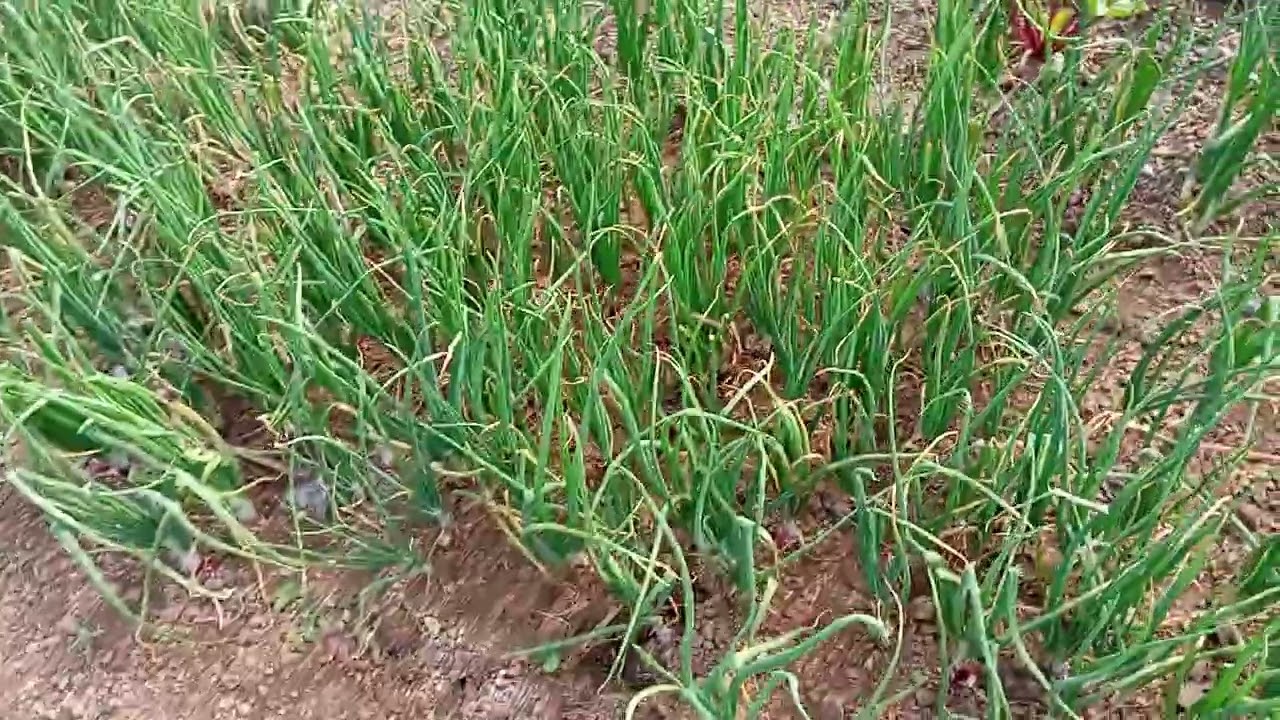 शेतातील पिकांचे उत्पादन ! खुप सारी हार्वेस्टिंग! मुलांना सुटीच्या दिवशी शेतातील पिकांचे निरिक्षण#🧄🧅🍅