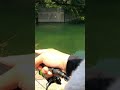 ルアー釣りしてたらウグイが釣れて、大量のバスが集まってきた。