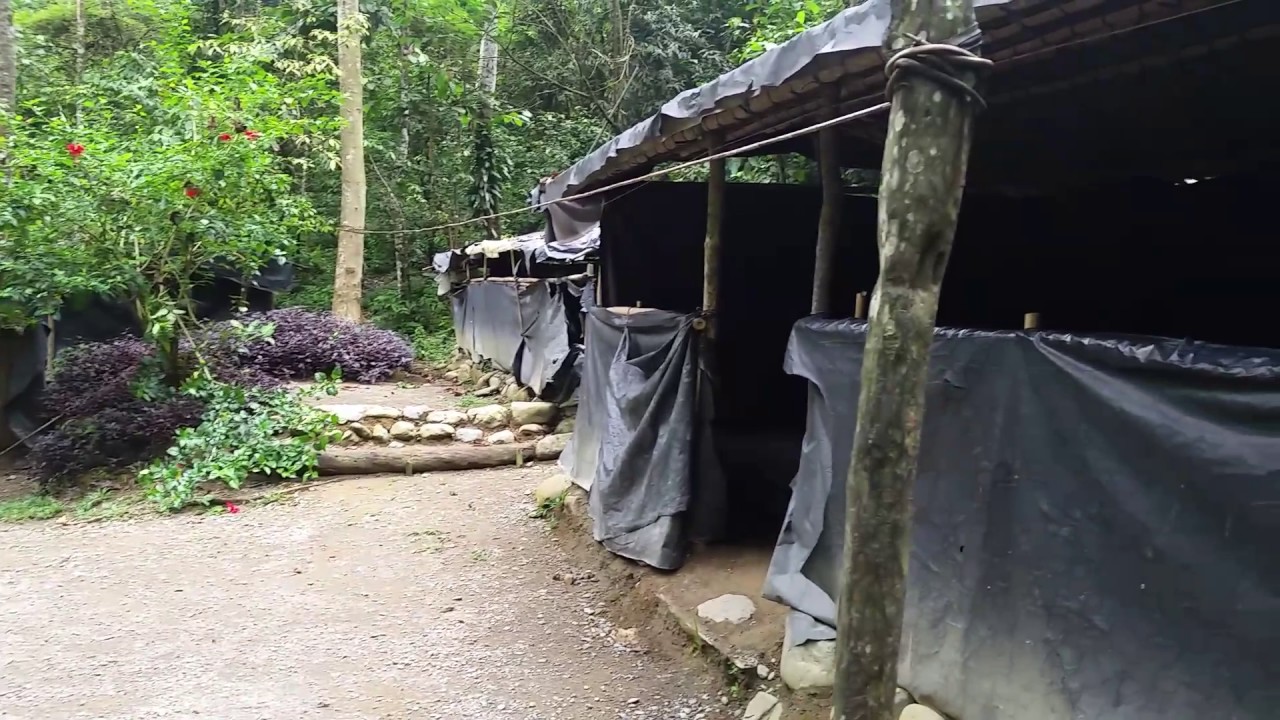 camera iphone 8 plus apk The Two-day Trek Campsite in Gunung Leuser Jungle, Bukit Lawang, Sumatra, Indonesia