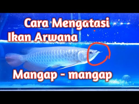 Cara Mengatasi Ikan Arwana Mangap-mangap