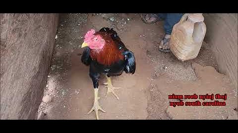 Mus Saib Qaib  3/3/2023