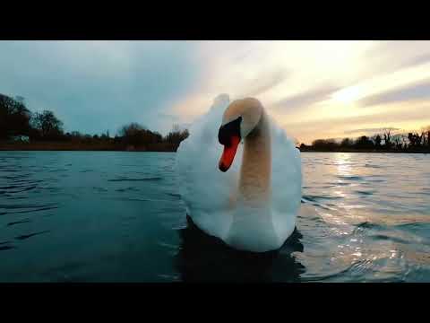 Leo Rojas - Farewell (Dj Ikonnikov E.x.c Version)