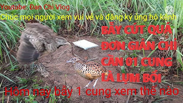 Cách Bẫy Chim Cút Rừng Bằng Cung Đơn Giản | Simple way to trap quail@Đan Chi Vlog.
