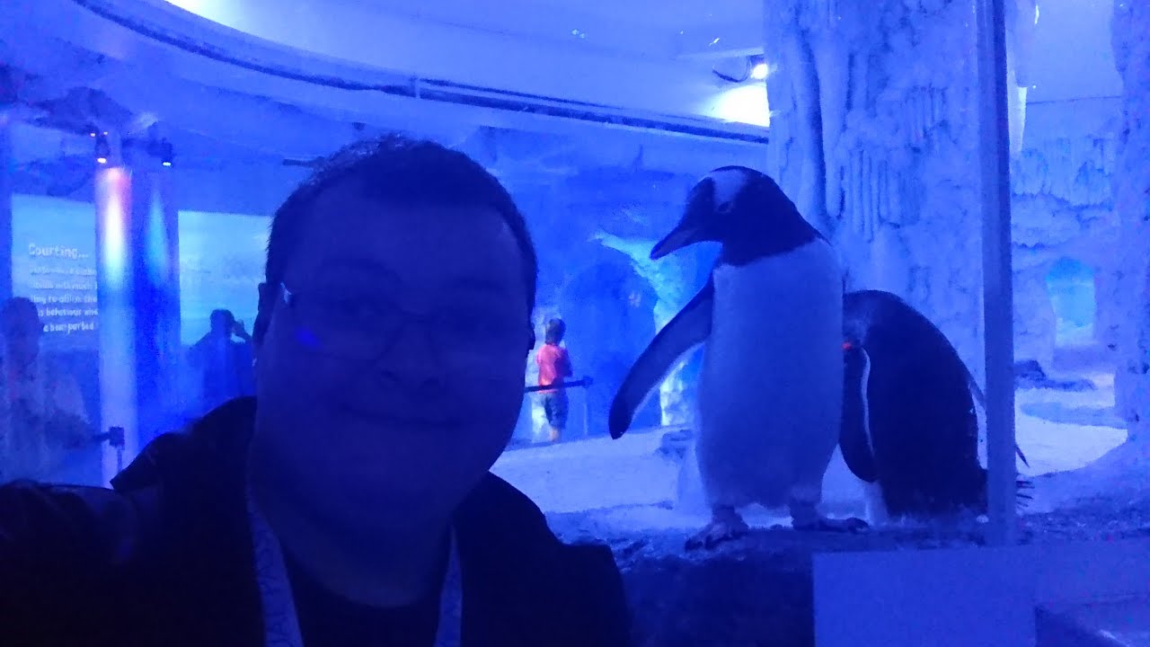 London Sealife - Penguin Point & Frozen Planet - SJBBVideos