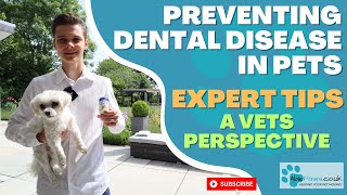 Preventing Dental Disease in Pets