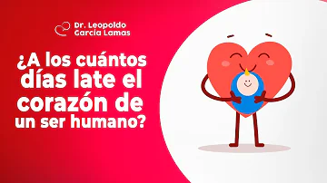 ¿Cuándo empieza a latir el corazón del bebé?