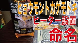初めてのヒョウモントカゲモドキ飼育＃5