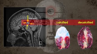 I finally decalcified my pineal gland! Here