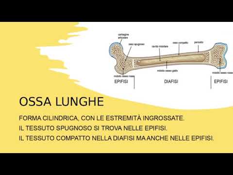 STRUTTURA dell&rsquo;OSSO, TIPI DI OSSA e MIDOLLO OSSEO