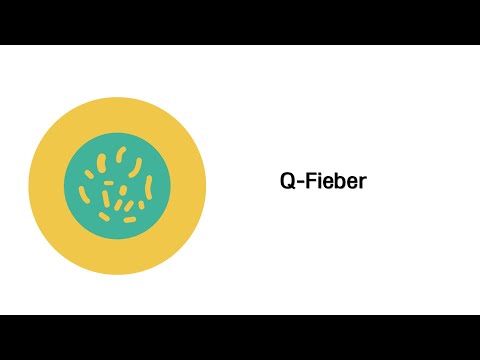 Q Fieber - Infektionskrankheiten