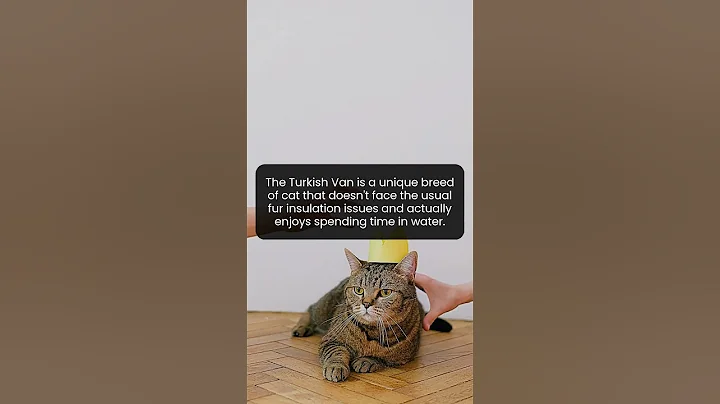 Video 10913031: cat breed turkish, meet breeds, cat water, face cat, cat enjoying