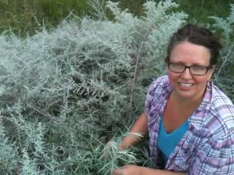 Medicinal Minute: Mugwort
