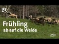 So schmeckt der Frühling: Wenn die Schafe wieder auf die Weide dürfen | Wir in Bayern | BR