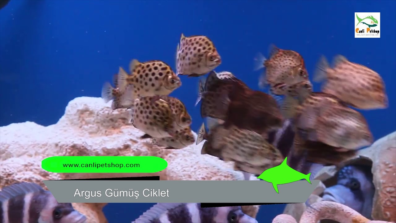 Argus Gumus Cichlid 1 Adet