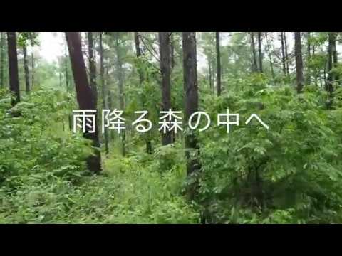 梅雨空の森🇯🇵