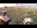 3 выстрела 2 зайца! Охота на зайца от первого лица / Hare hunting first person