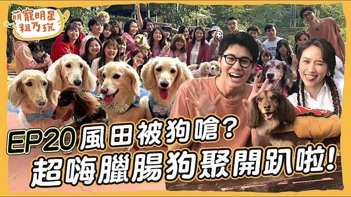 EP20 臘腸狗聚 開趴啦！ Sandy 風田 呵喜 與23位狗朋友的超嗨同樂會【 萌寵明星粗乃玩 】@haveapetday 台中捉迷腸 萌寵特企 - 天天要聞
