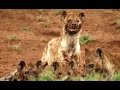 hyenas hunt antelope / hienas cazando antelopes