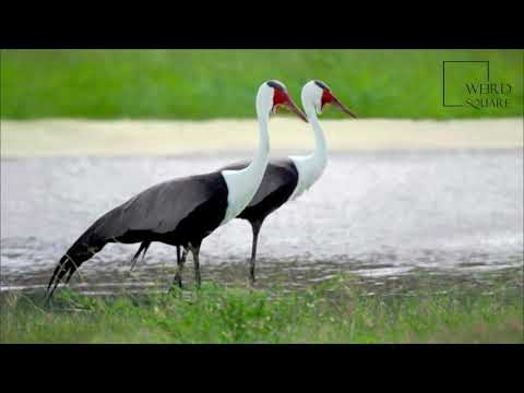 Vídeo: White Crane (Crane): uma descrição de onde vive e fatos interessantes