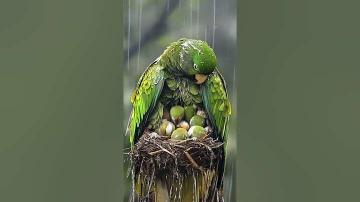 Mom protecting her babies from the rain