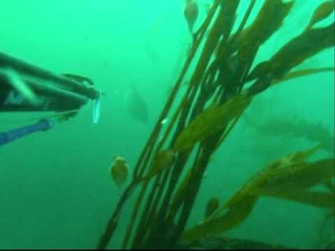 Spearfishing Pt Dume 2011