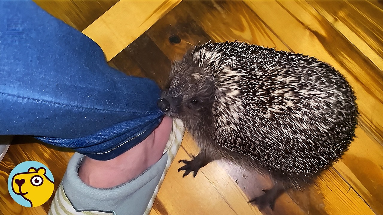 Sassy Hedgehog Chases Cats and Sleeps in a Boot