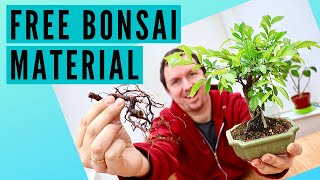 How to Create Bonsai from Root Cuttings (2020)