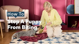How To Stop A Puppy From Biting | Chewtorials
